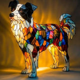 Piiri Collie